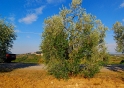DSC_2711 Kopie